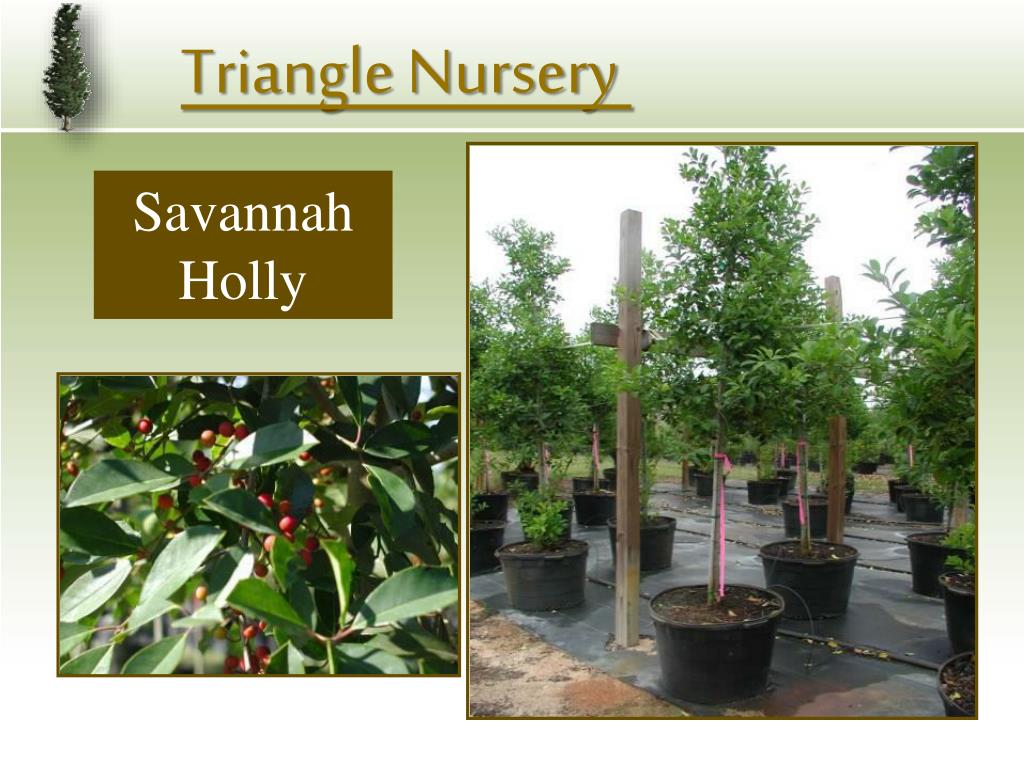 PPT Triangle Nursery PowerPoint Presentation, free download ID4544330