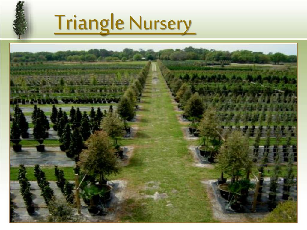 PPT Triangle Nursery PowerPoint Presentation, free download ID4544330
