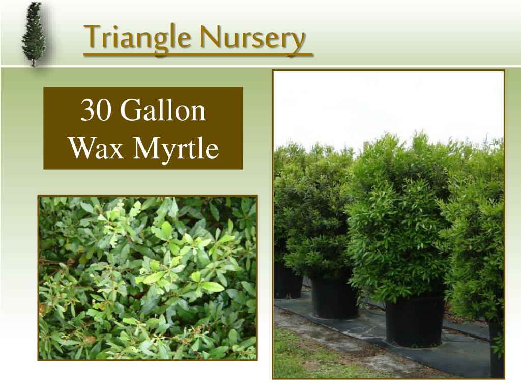 PPT Triangle Nursery PowerPoint Presentation, free download ID4544330