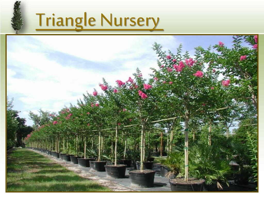 PPT Triangle Nursery PowerPoint Presentation, free download ID4544330