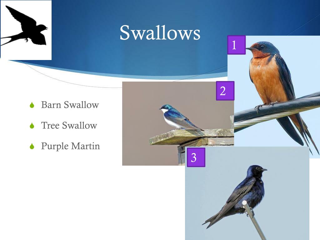PPT Identifying Song Birds PowerPoint Presentation, free download
