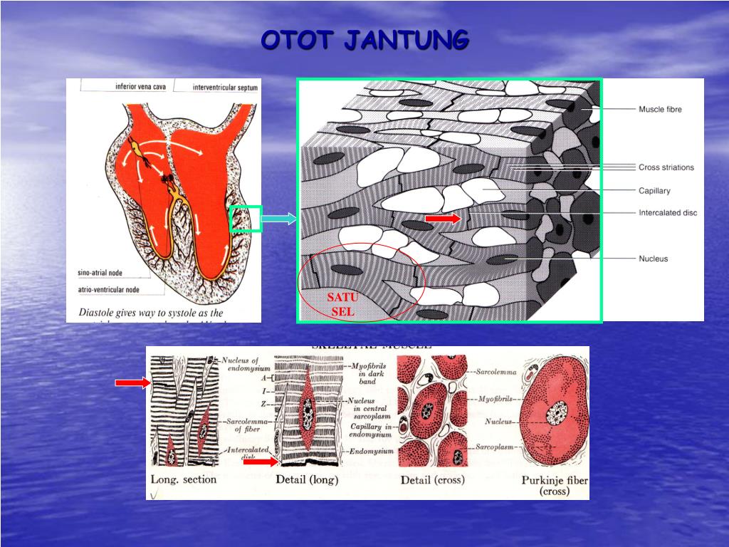 PPT OTOT PowerPoint Presentation, free download ID4548114