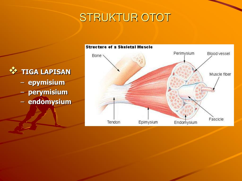 Populer Struktur Otot Rangka, Hewan Invertebrata