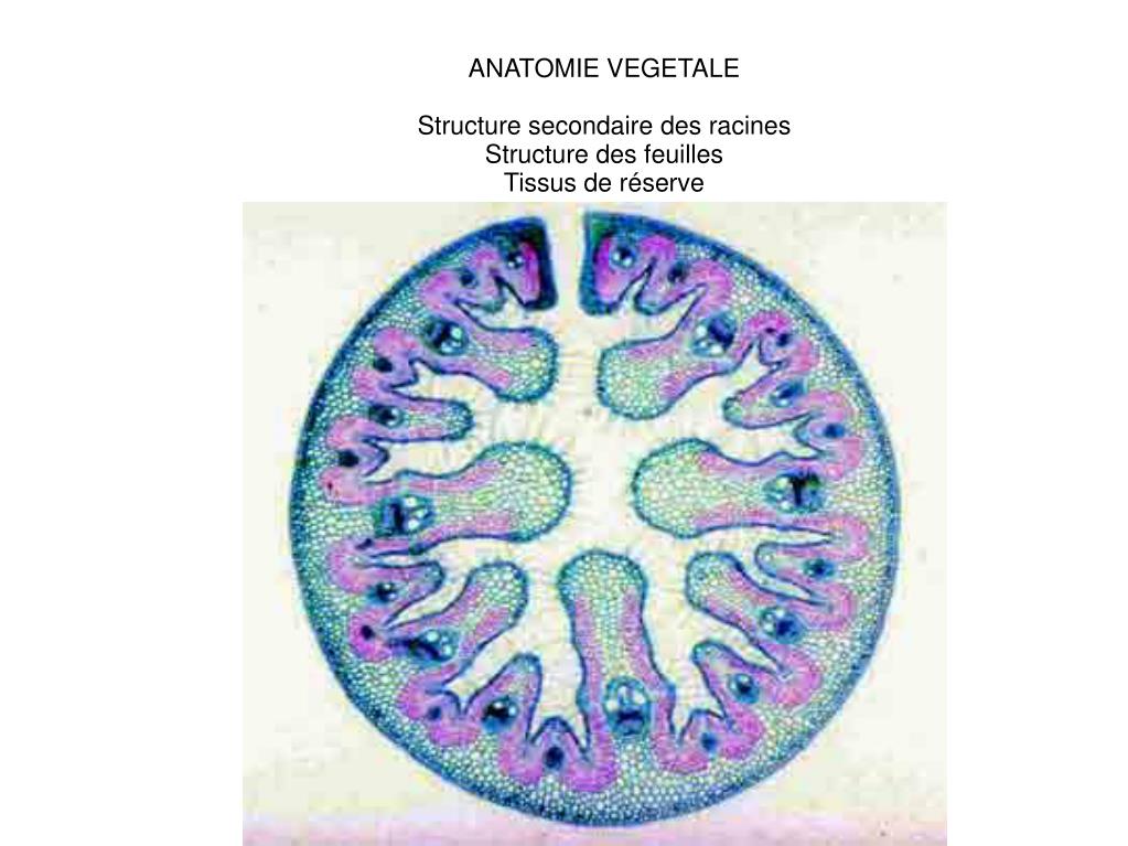 PPT ANATOMIE VEGETALE Structure secondaire des racines Structure des