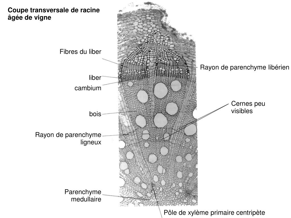 PPT ANATOMIE VEGETALE Structure secondaire des racines Structure des