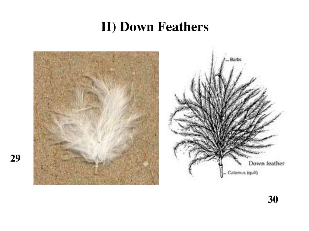 PPT Class Aves Feathers PowerPoint Presentation, free download ID