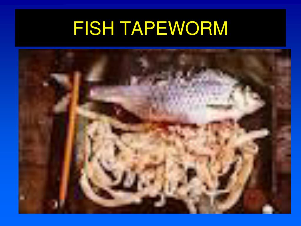 PPT Vitamin B12 and Folic Acid PowerPoint Presentation, free download