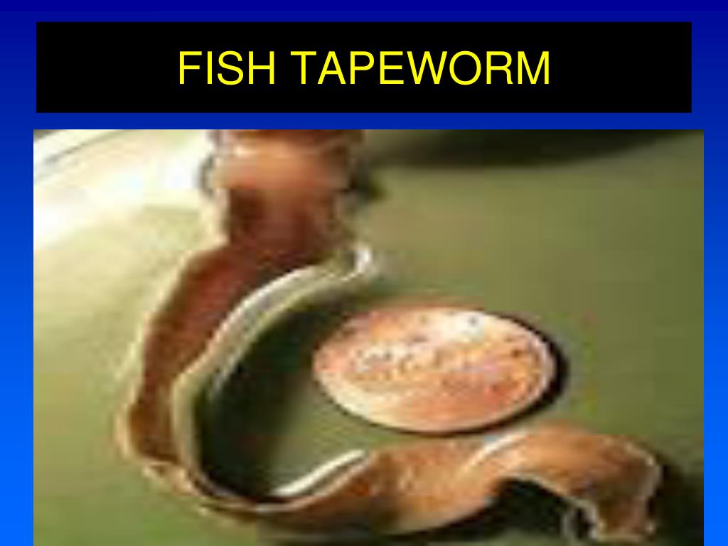 PPT Vitamin B12 and Folic Acid PowerPoint Presentation, free download