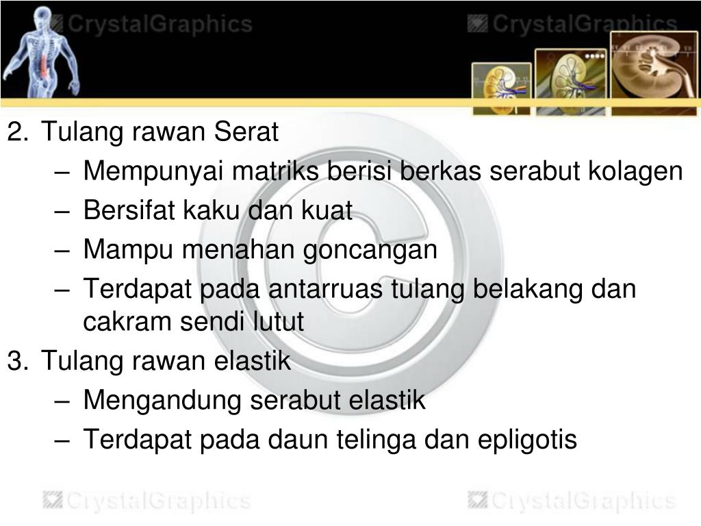 Hubungan Antar Tulang Yang Membentuk Sendi Kaku Adalah Hubungan Antara