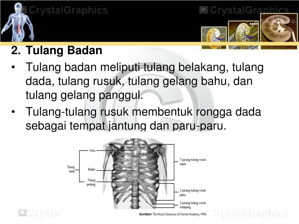 PPT SISTEM GERAK PADA MANUSIA PowerPoint Presentation, free download