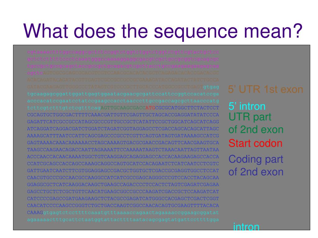 PPT Biological sequences and SO PowerPoint Presentation, free