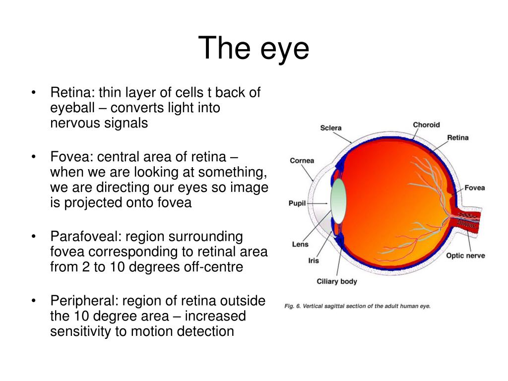 Eyetracking Web Usability by Jakob Nielsen, Kara Pernice