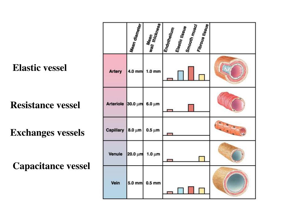 PPT Chapter 4 Cardiovascular system PowerPoint Presentation, free