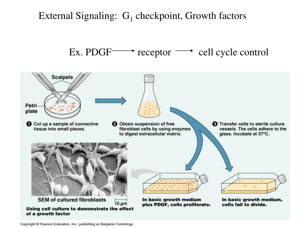 PPT The Cell Cycle CELLULAR REPRODUCTION PowerPoint Presentation