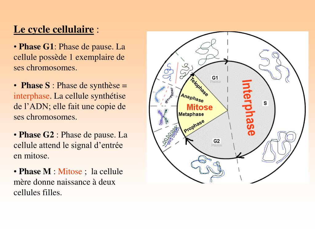 PPT La mitose PowerPoint Presentation, free download