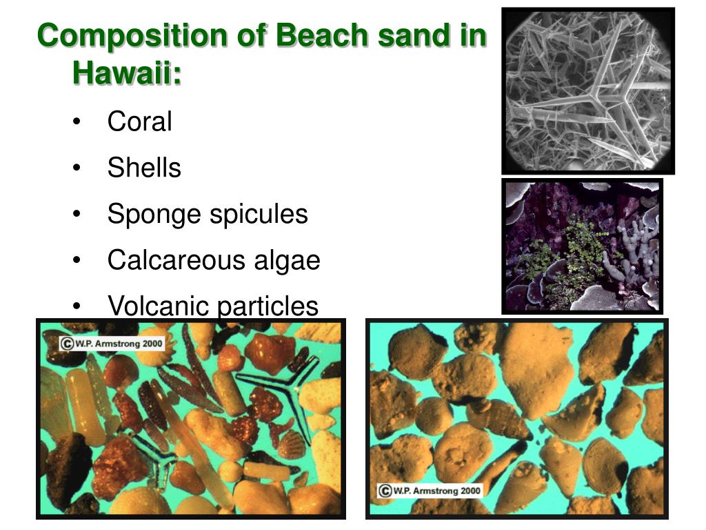 PPT Beaches & Shoreline Processes PowerPoint Presentation, free