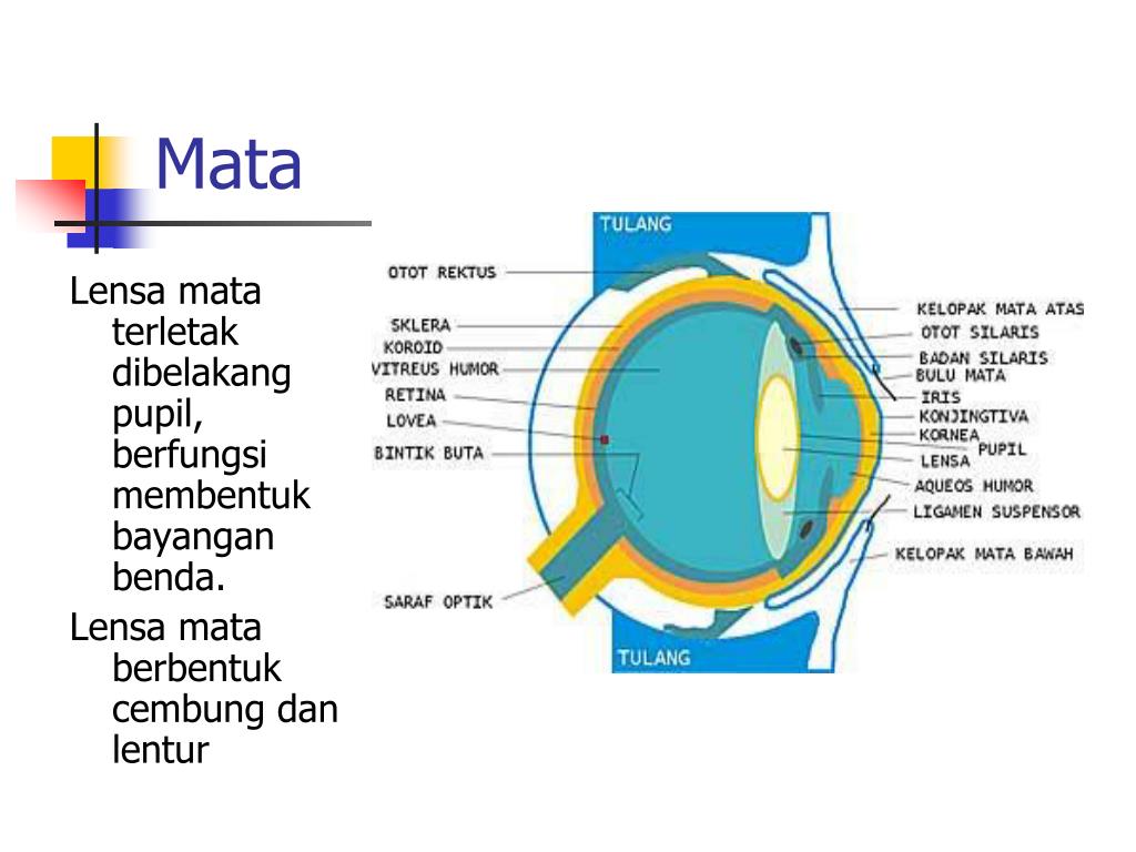PPT Sistem Koordinasi dan Indra pada Manusia PowerPoint Presentation