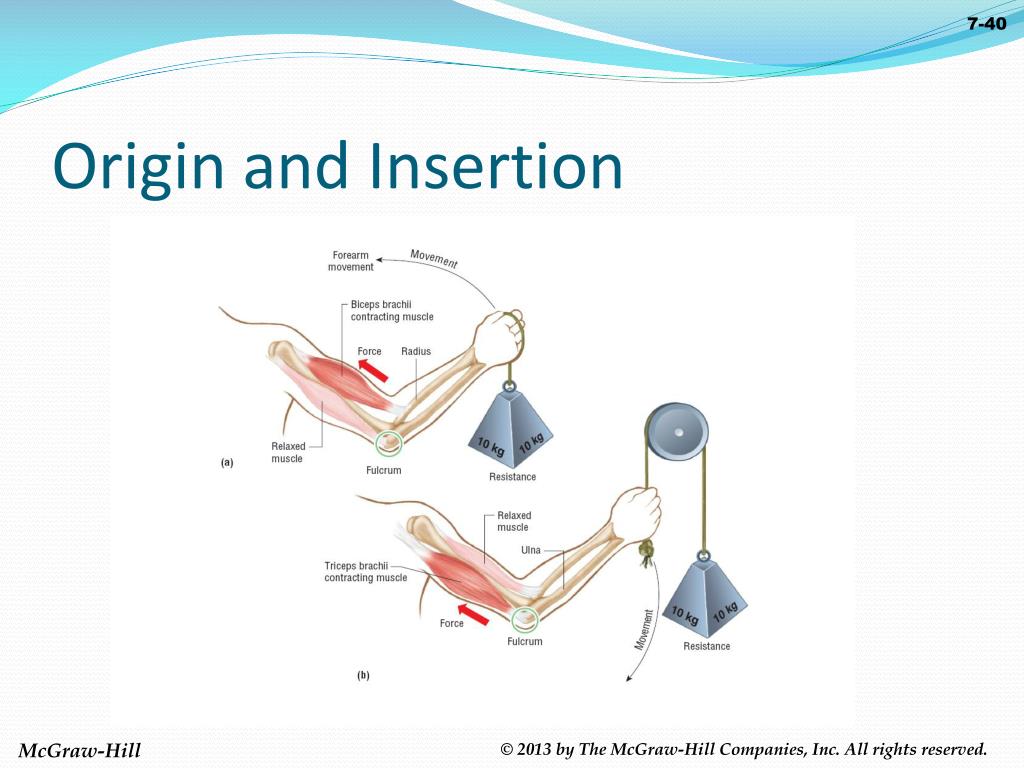 Insertion Anatomy Definition