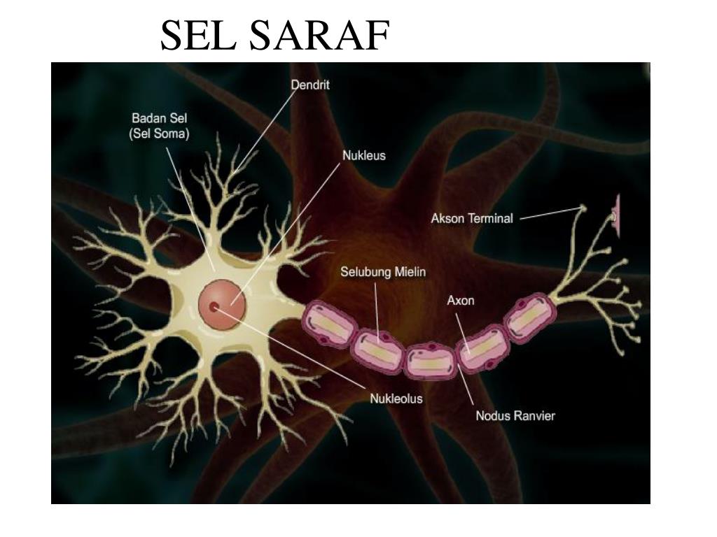 PPT Standart Kompetensi PowerPoint Presentation, free download ID