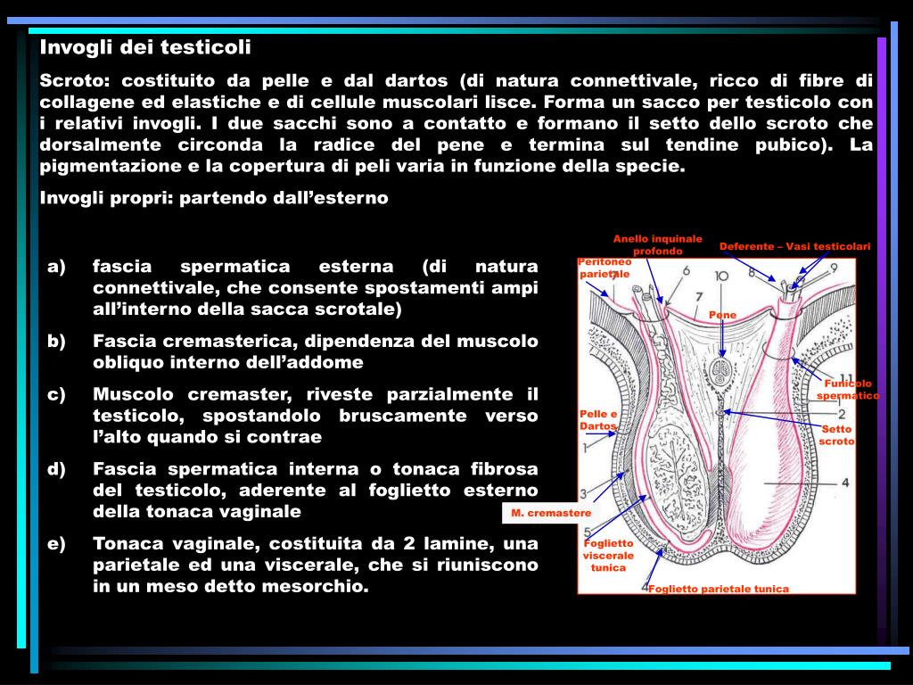 PPT APPARATO GENITALE MASCHILE PowerPoint Presentation, free download