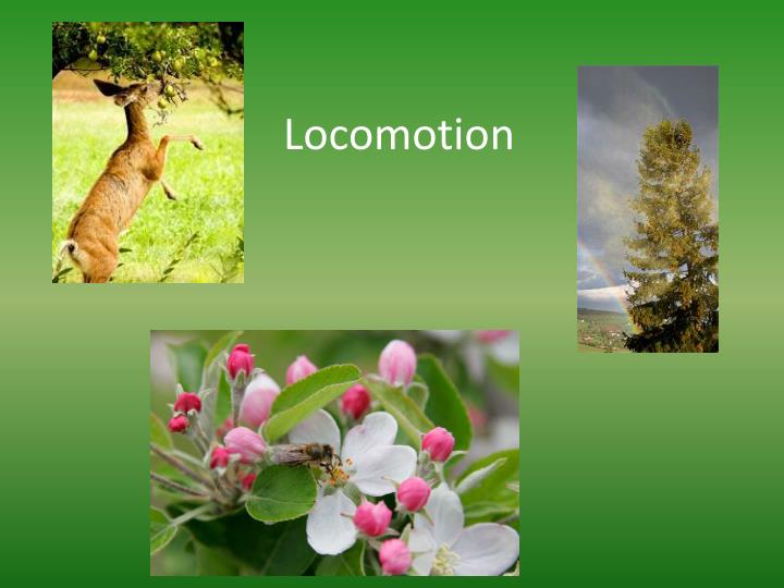 PPT Plantae PowerPoint Presentation ID4583949