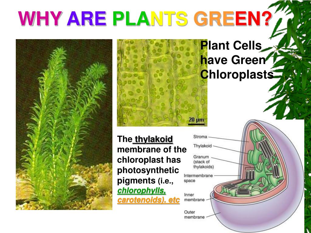 PPT How Cells Get Energy PowerPoint Presentation, free download ID4584526