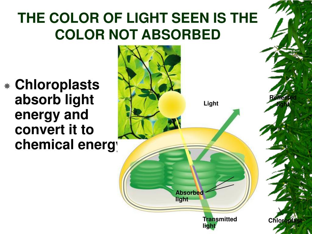 PPT How Cells Get Energy PowerPoint Presentation, free download ID