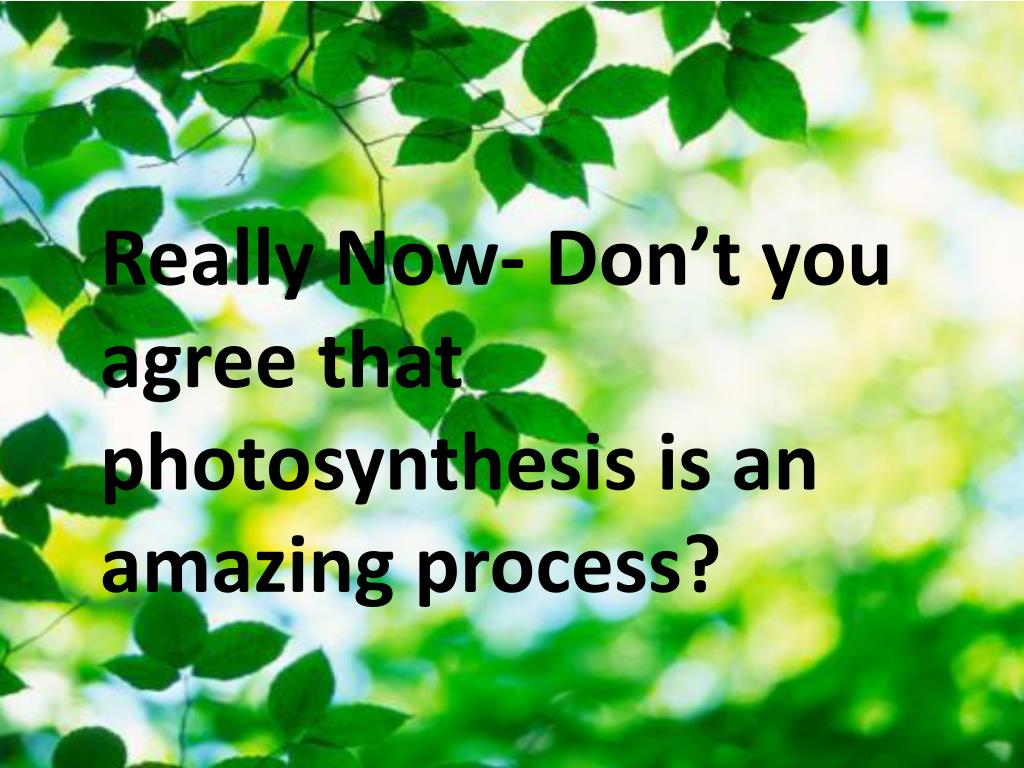PPT Photosynthesis PowerPoint Presentation, free download ID4584727
