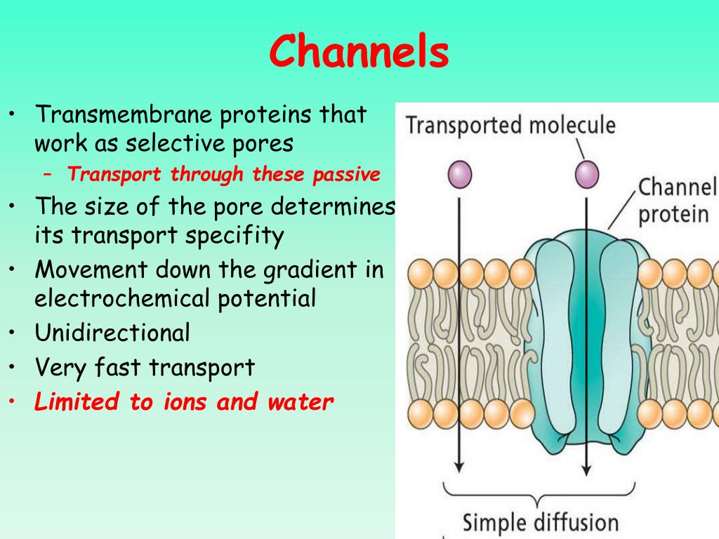 PPT Lipids, Biological Membranes, and Membrane Transport Chapters 9 and 10 PowerPoint