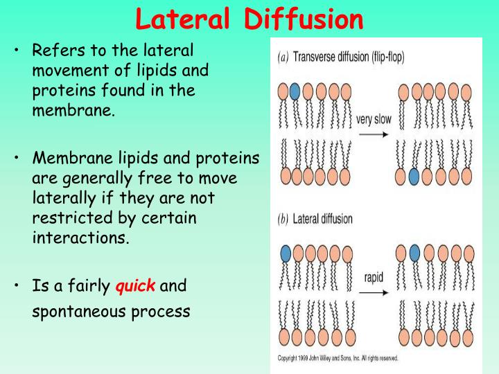 PPT Lipids, Biological Membranes, and Membrane Transport Chapters 9 and 10 PowerPoint