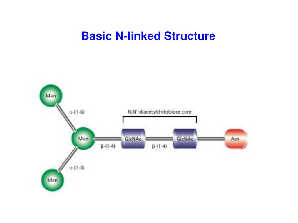 PPT Glycoproteins PowerPoint Presentation, free download ID4593057