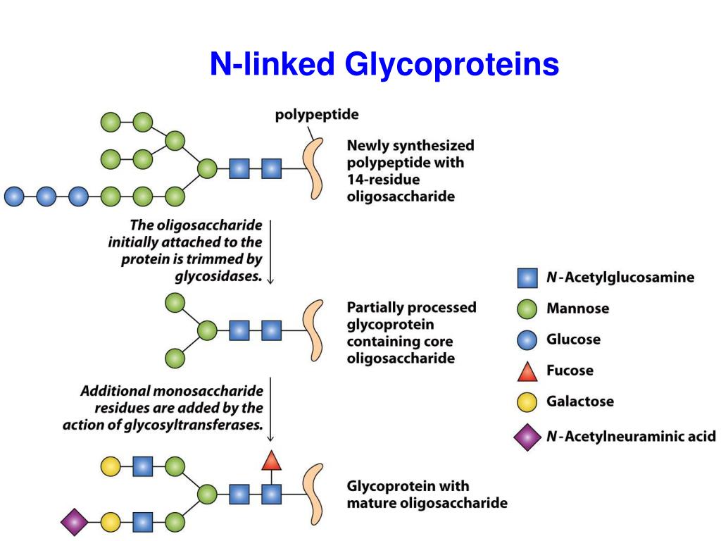 PPT Glycoproteins PowerPoint Presentation, free download ID4593057