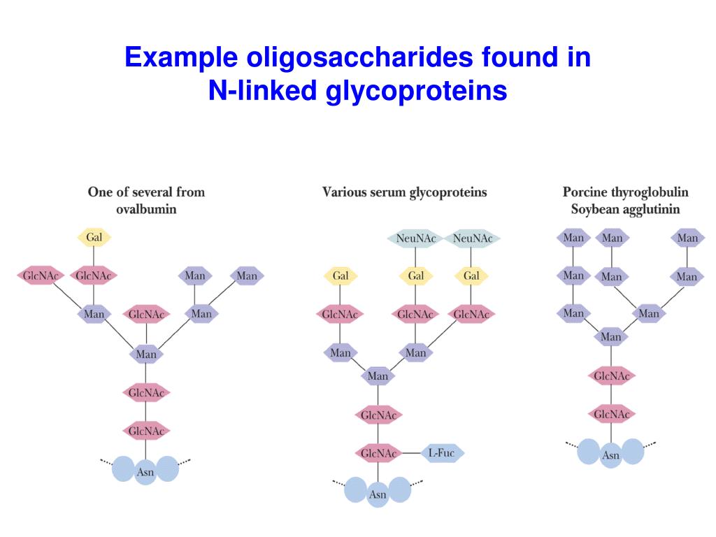 PPT Glycoproteins PowerPoint Presentation, free download ID4593057