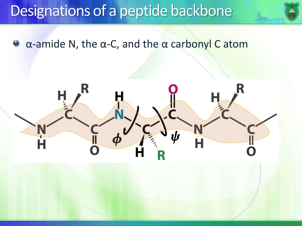 PPT Polypeptides PowerPoint Presentation ID4595027