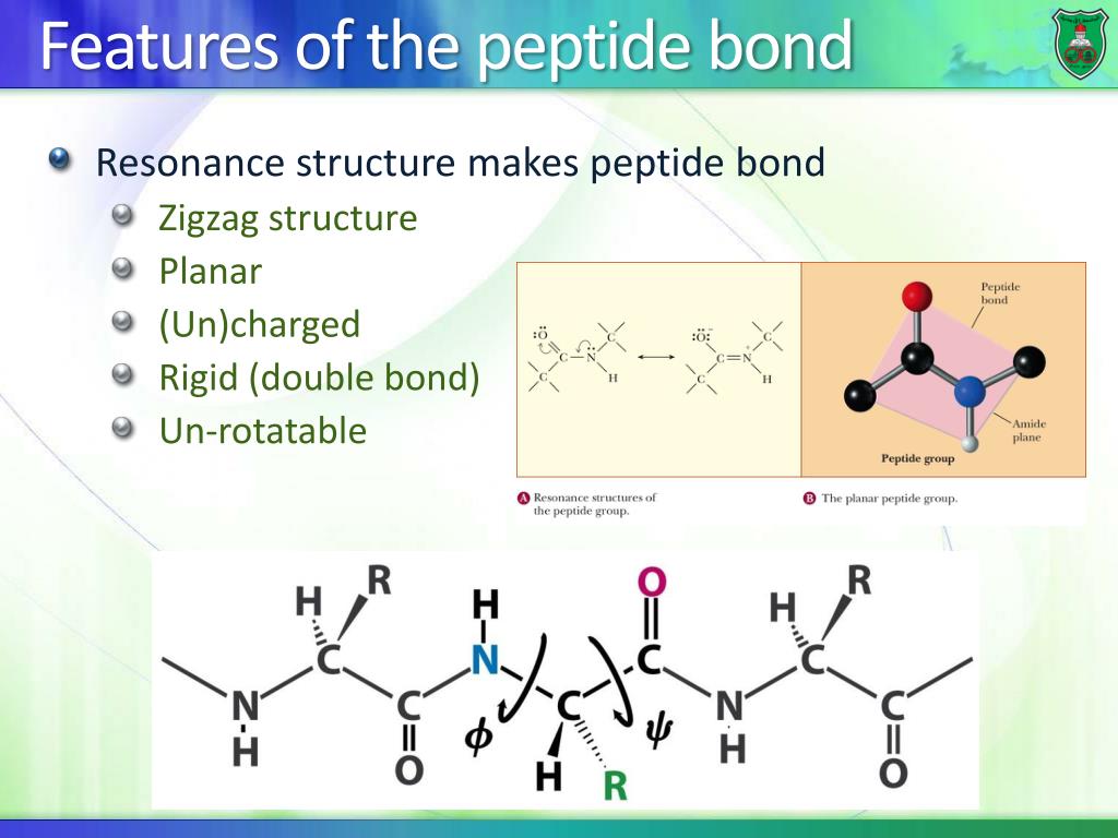 PPT Polypeptides PowerPoint Presentation ID4595027