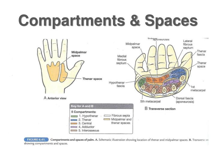 PPT WRIST & HAND PowerPoint Presentation ID4595290