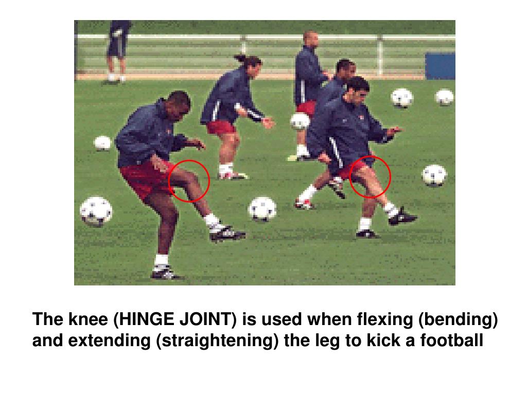 PPT The Skeleton The Types of Joints and movement PowerPoint