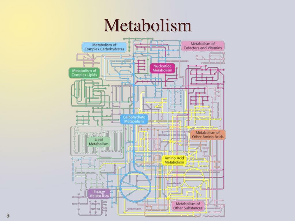 Cellular Metabolism Concept Map- Metabolism Flashcards Quizlet