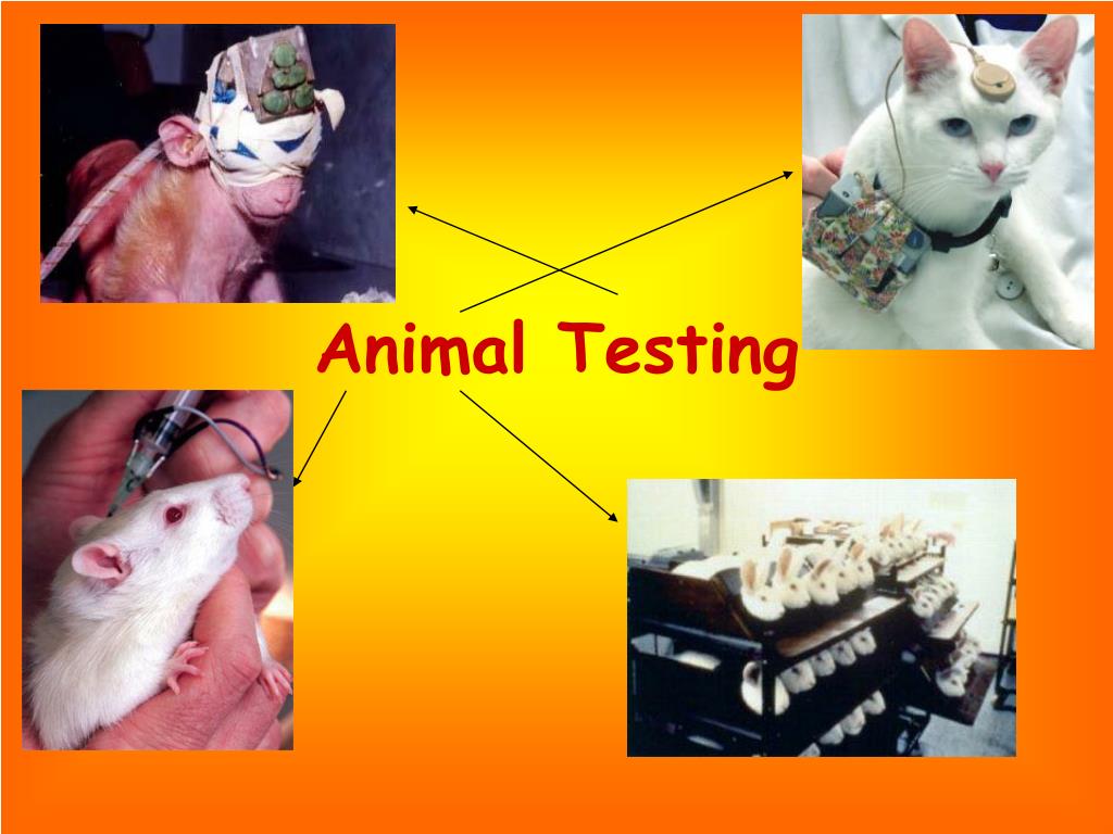 PPT Animal Testing PowerPoint Presentation, free download ID4597865