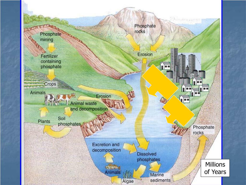 PPT Phosphorus Treatment Advanced Removal Mechanisms & Amended
