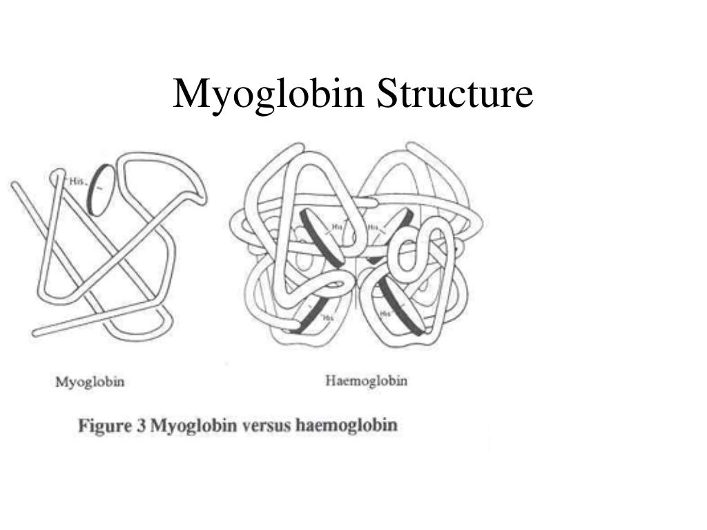 PPT 10. Amino acids/Proteins Chapter 17 PowerPoint