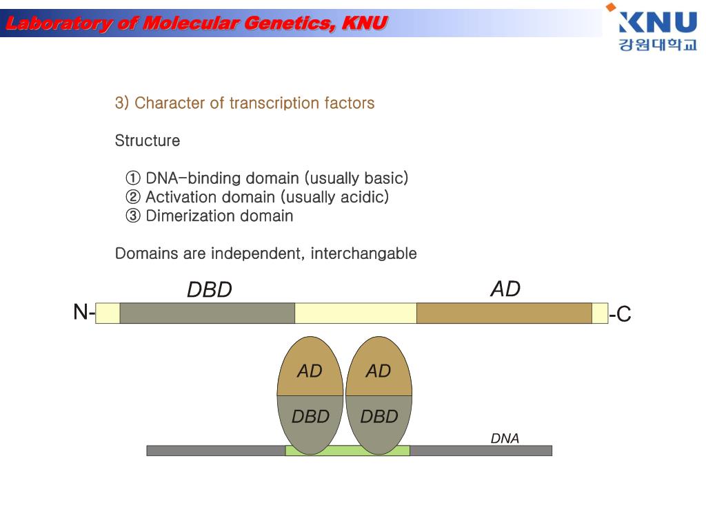 PPT Protein protein interaction PowerPoint Presentation, free