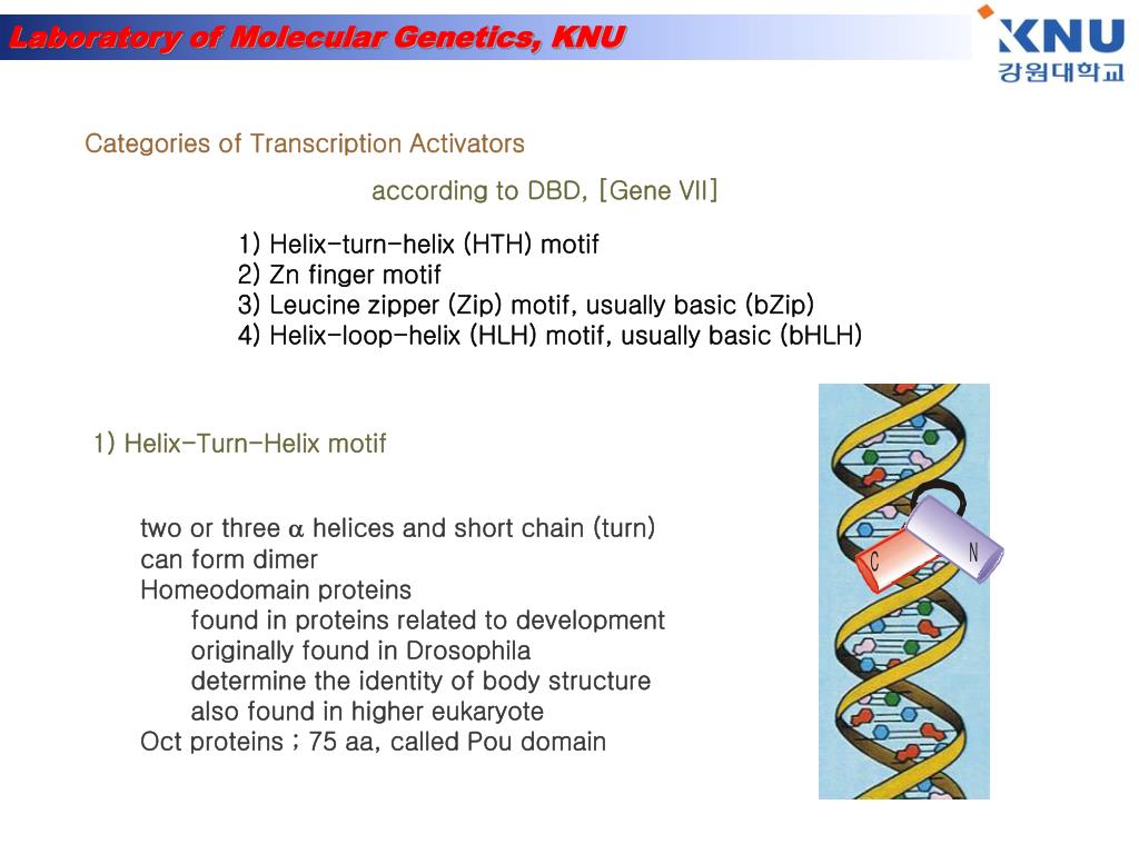 PPT Protein protein interaction PowerPoint Presentation, free