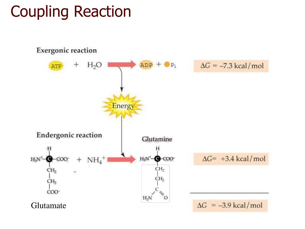 PPT CHAPTER 6 Energy, Enzymes, and Metabolism PowerPoint Presentation ID4605324