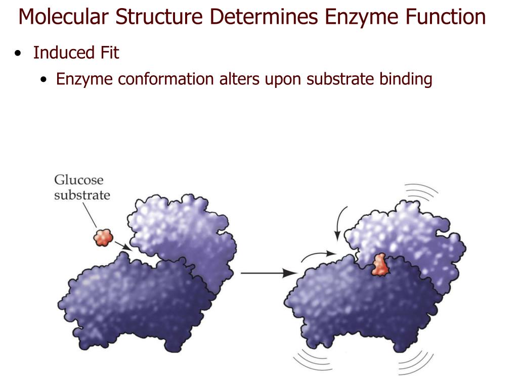 PPT CHAPTER 6 Energy, Enzymes, and Metabolism PowerPoint