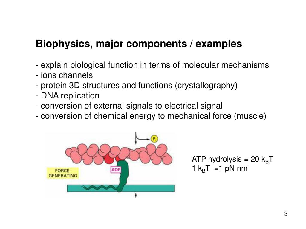 PPT Biophysics Biological Physics PowerPoint Presentation, free