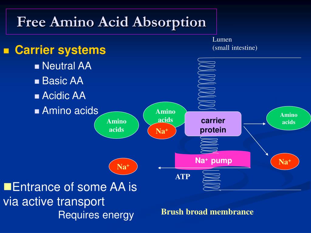 PPT Amino Acid Metabolism PowerPoint Presentation, free download ID