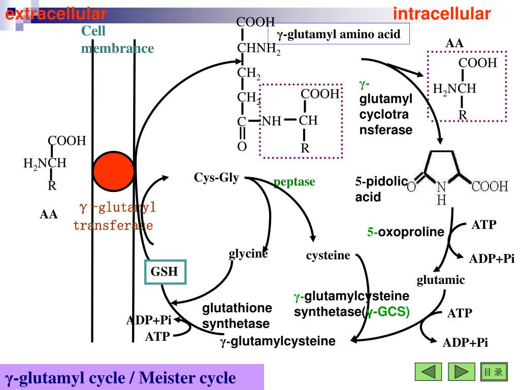 PPT Amino Acid Metabolism PowerPoint Presentation, free download ID
