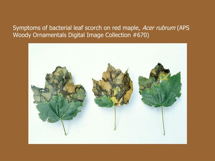 PPT Bacterial Leaf Scorch of Oak PowerPoint Presentation ID4629555