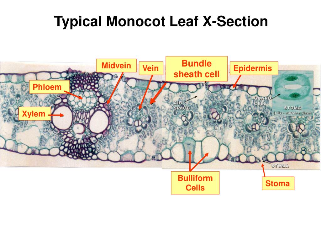 PPT Leaves PowerPoint Presentation, free download ID4629557